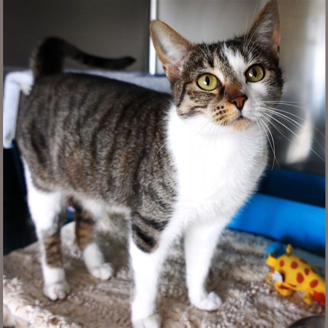 Photo of Pepper