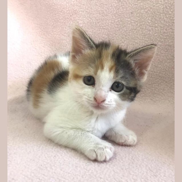 Photo of Gigi 