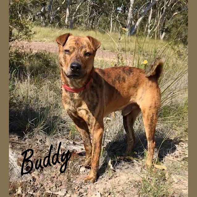 Photo of Buddy Boy