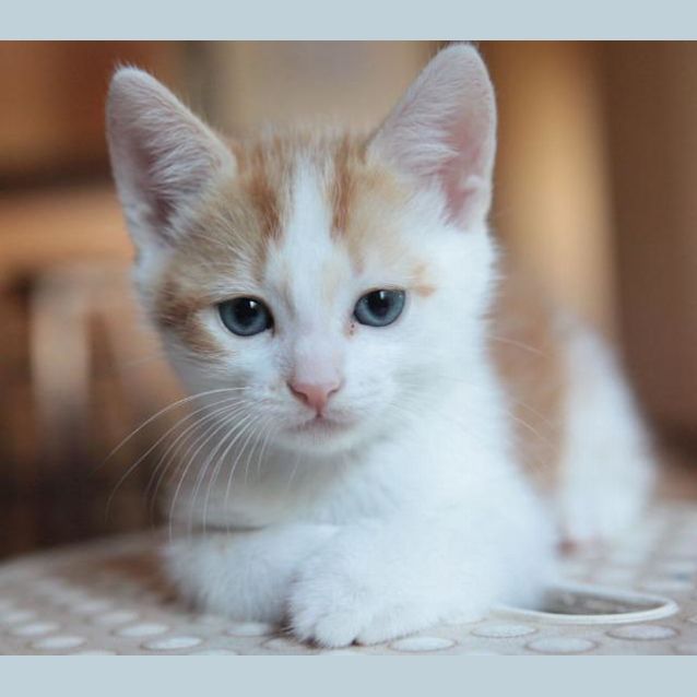 Photo of Toffee
