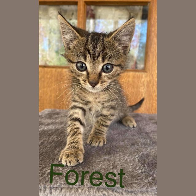 Photo of Forest
