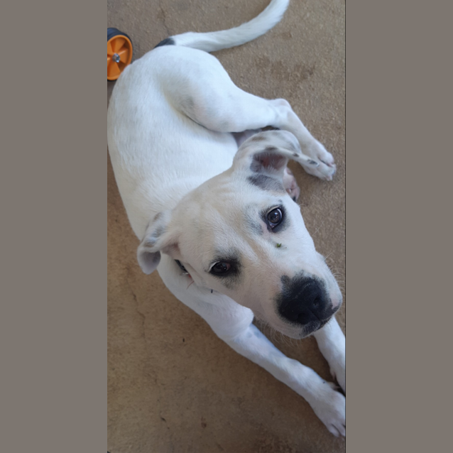 Photo of Nala