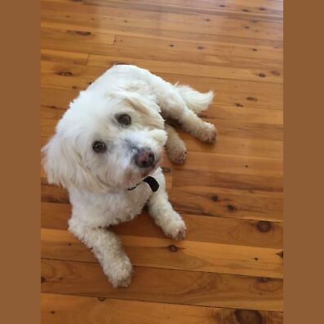 Photo of Rusty