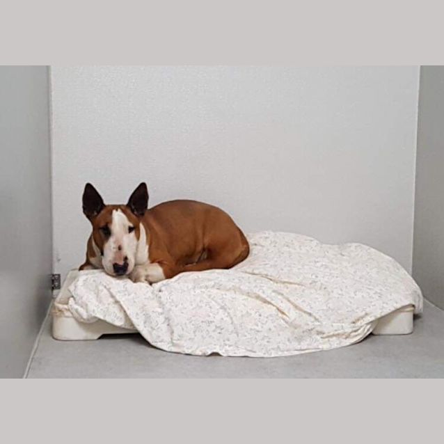 Photo of Sweetie   Foster Carer Needed 