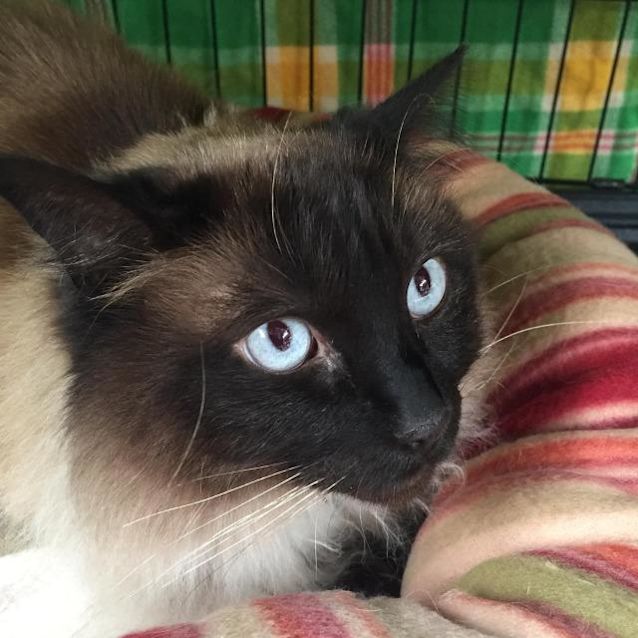 Photo of Buddy   Meet Me At Neko Hq In Preston