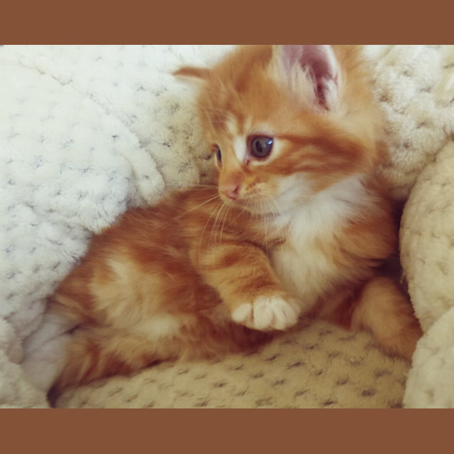 Photo of Leo