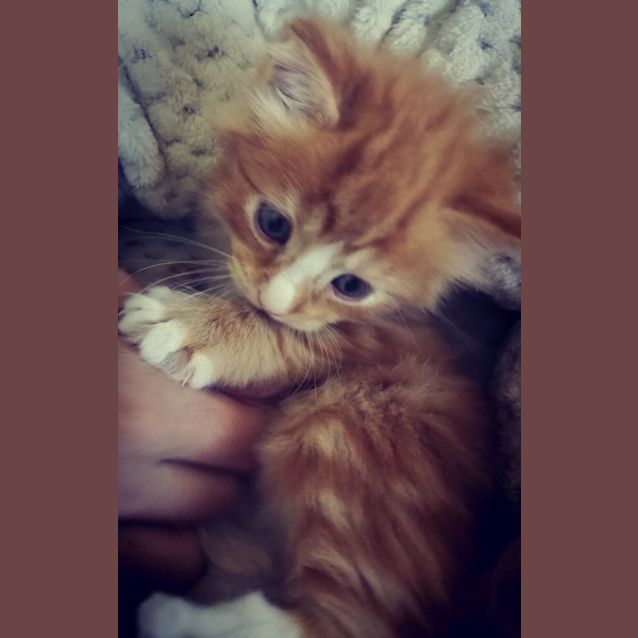Photo of Phoenix