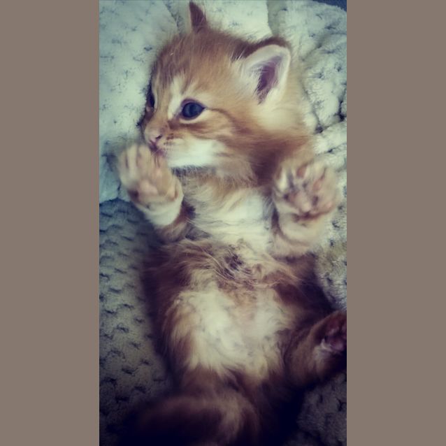 Photo of Archer