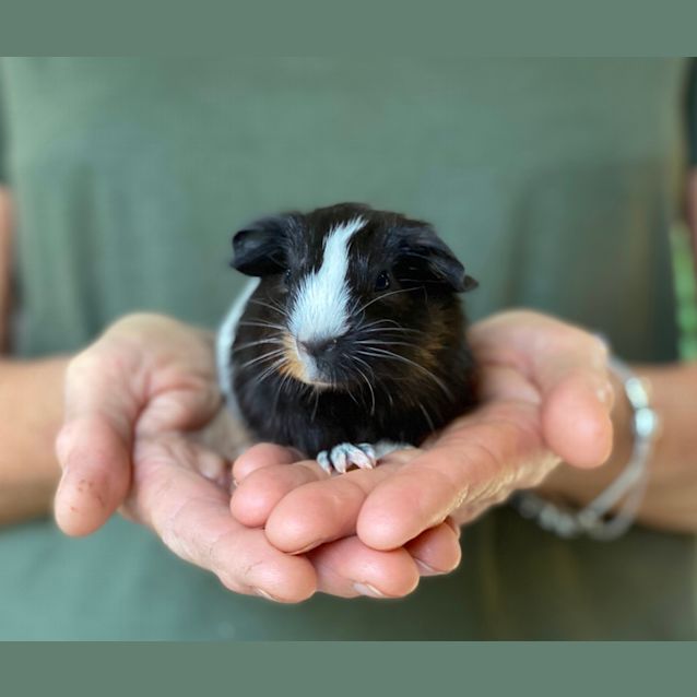 Photo of Pablo   De Sexed (Available From The 03/04/2020) 