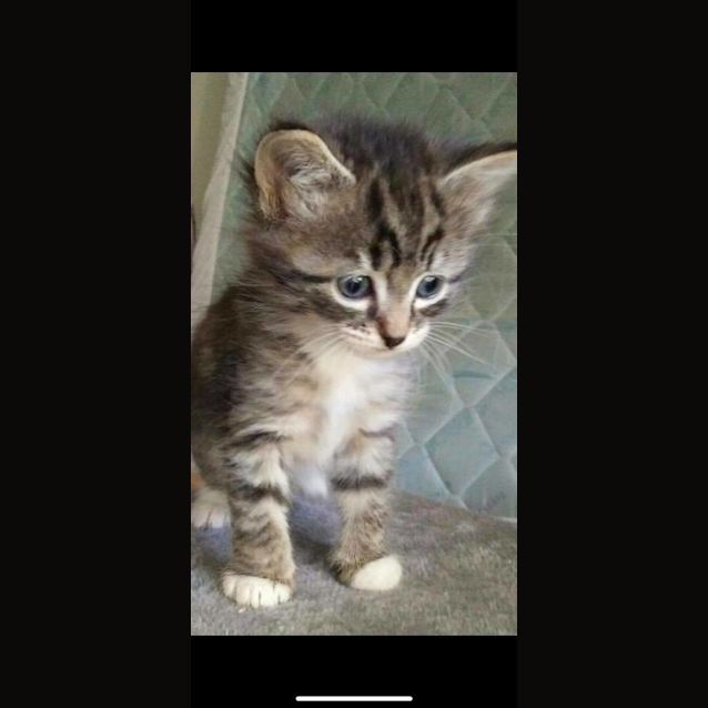 Photo of Pippa