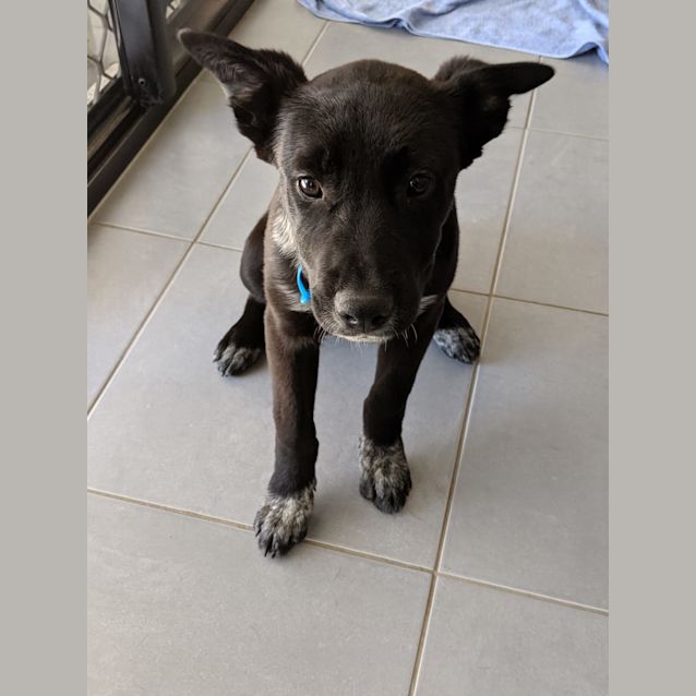 Photo of Pepper
