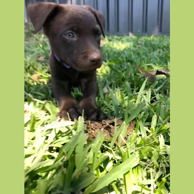 Photo of Violet