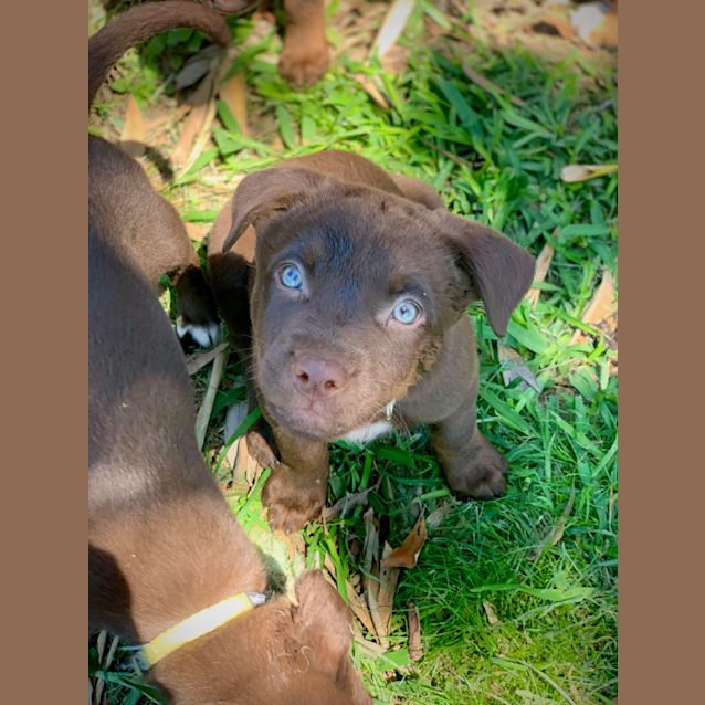 Photo of Cadbury