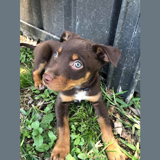 Photo of Flake