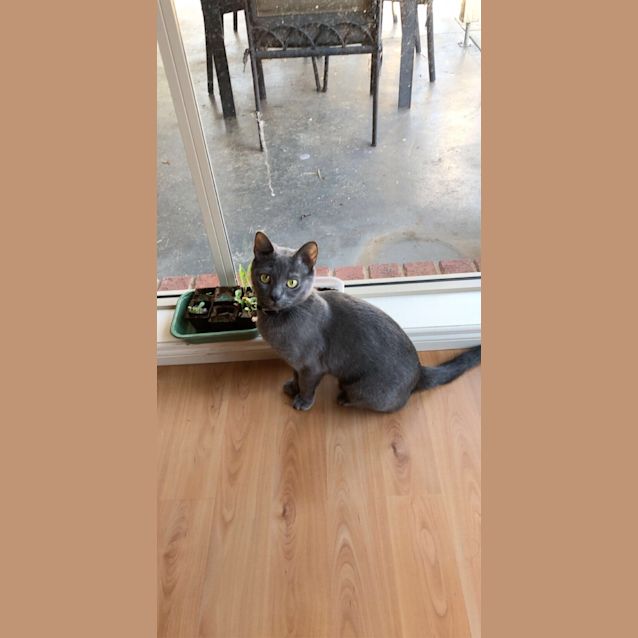 Photo of Pearl