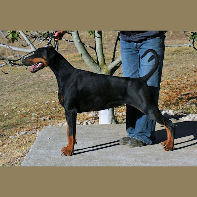 Photo of Dobermann 1905220514