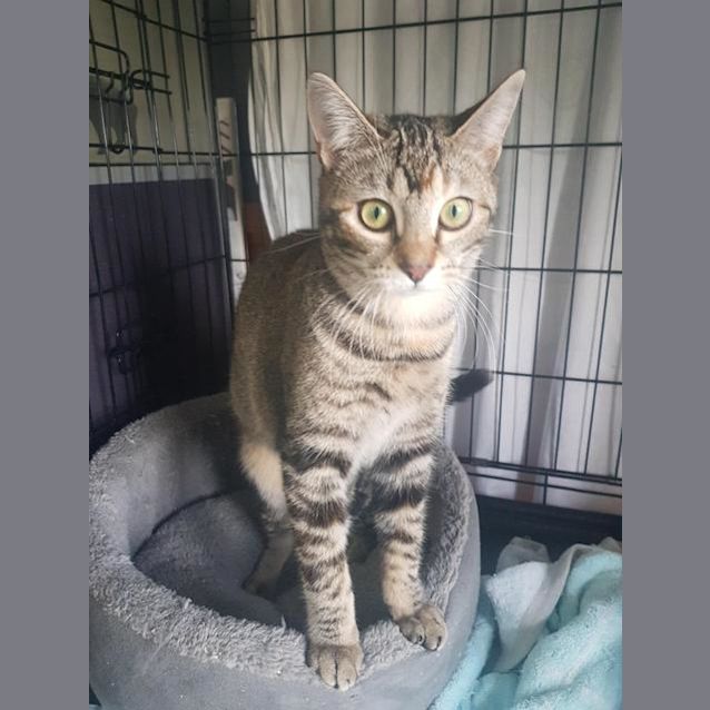Photo of Gypsy