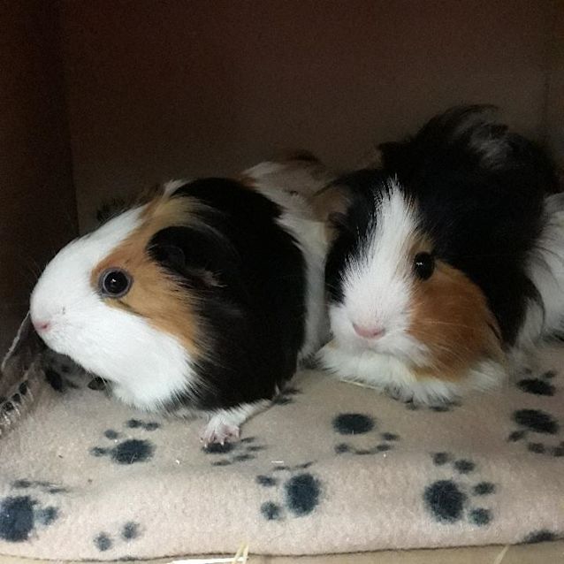 Photo of Cookie & Milk