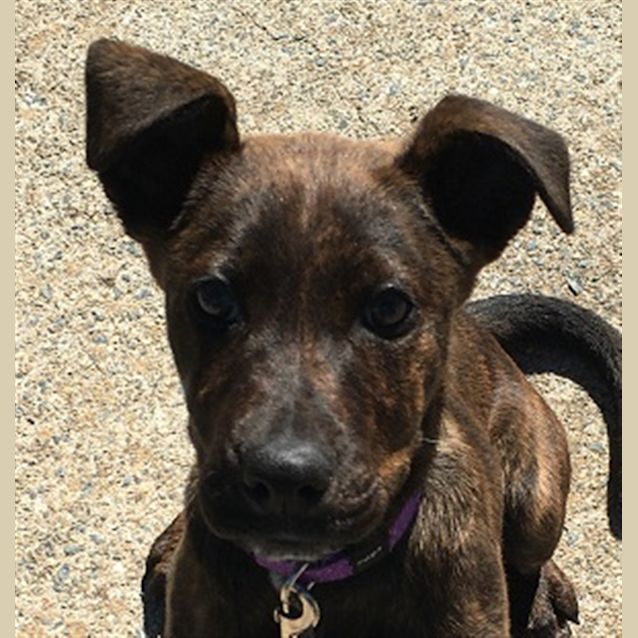 Photo of Macey
