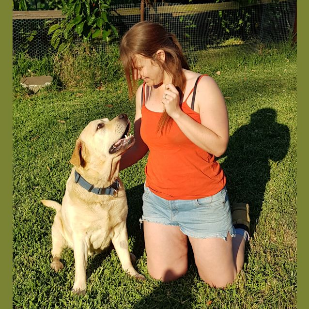 Photo of Vanilla ~ 6 Year Old Labrador (On Trial 9/11/19)