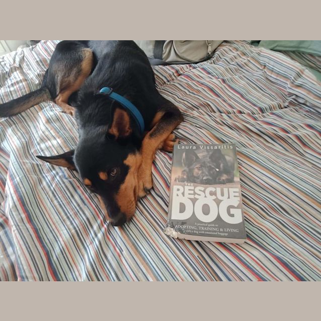 Photo of Bertie ~ Kelpie (On Trial 10 11 19)
