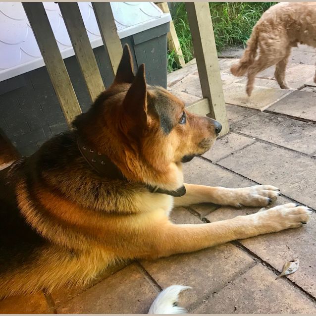 Photo of Shadow 
