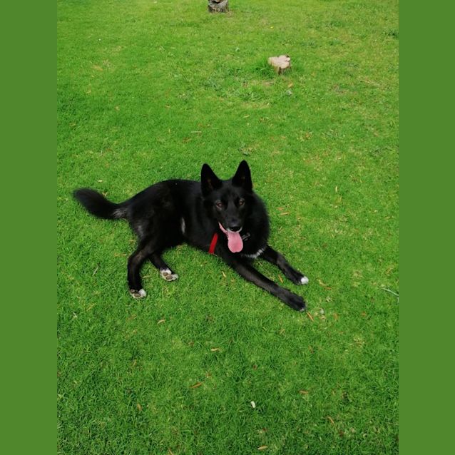 Photo of Sheeva