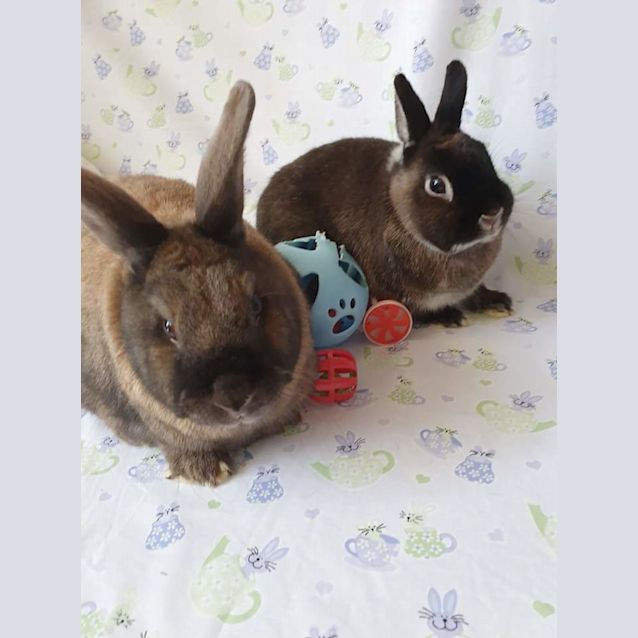 Photo of Manchee & Thumbelina