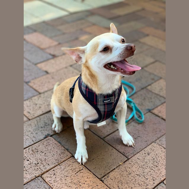 Photo of Archie 🦒