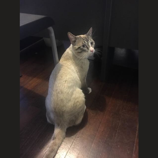 Photo of Iggy