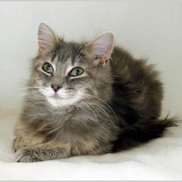 Photo of Stormy Suk004326