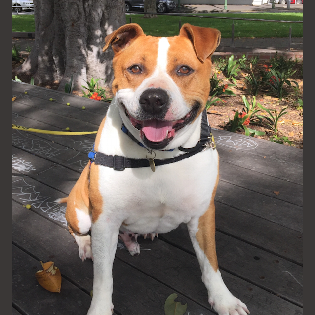 Photo of Mojo