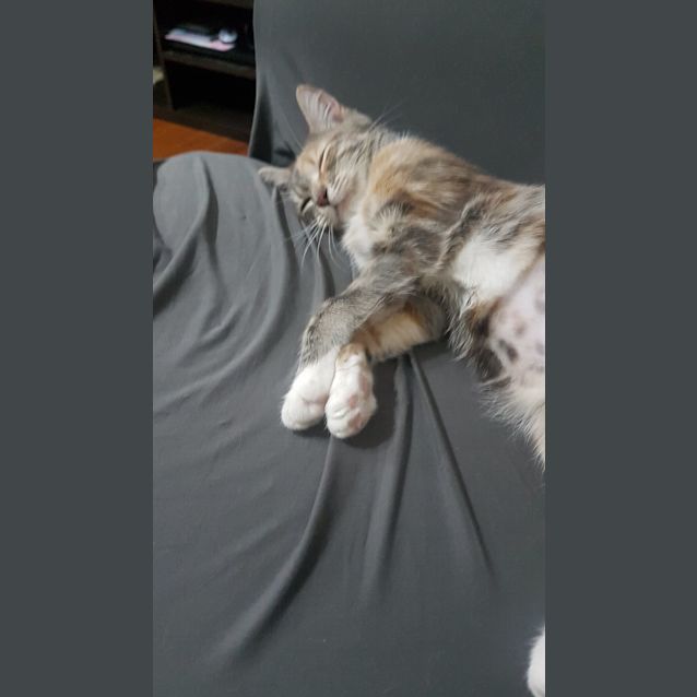 Photo of Primrose   Located In Tullamarine