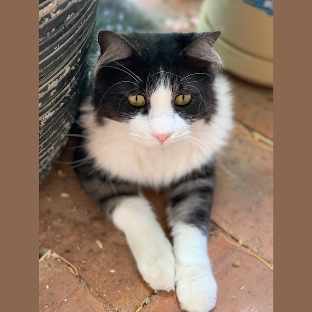 Photo of Willow