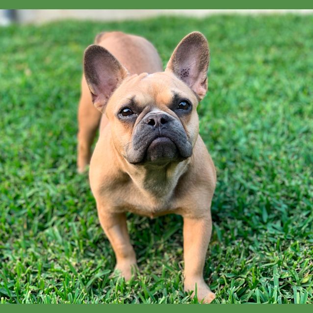 Photo of Scarlett 🌹