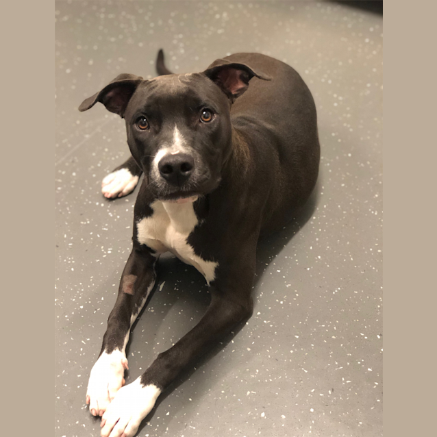 Photo of Daisy
