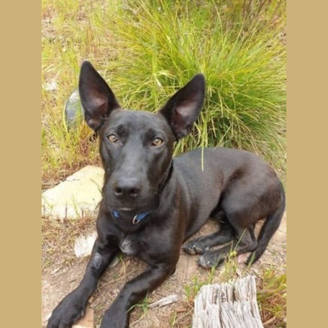 Photo of Gomer