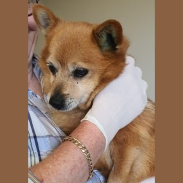 Photo of Rusty