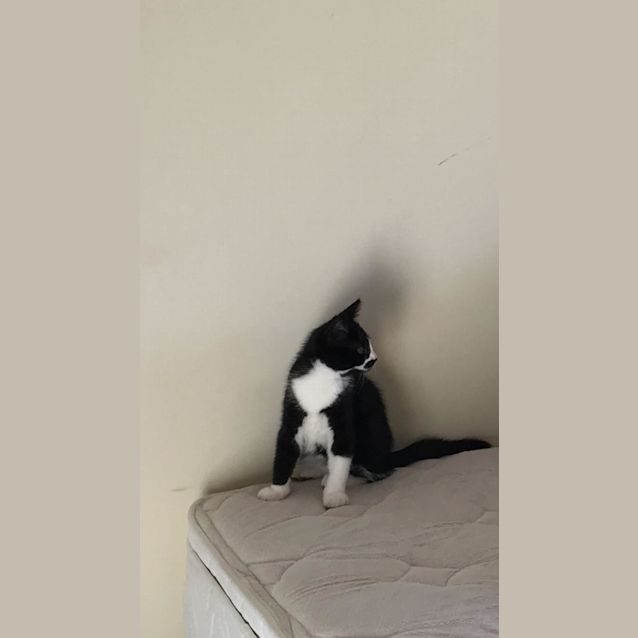 Photo of Mr Fidget   Located In Brunswick West