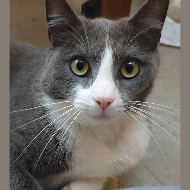 Photo of Banjo