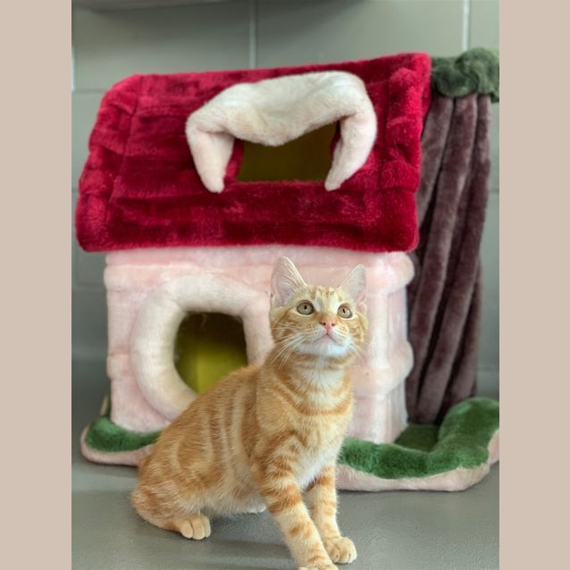 Photo of Cheeto