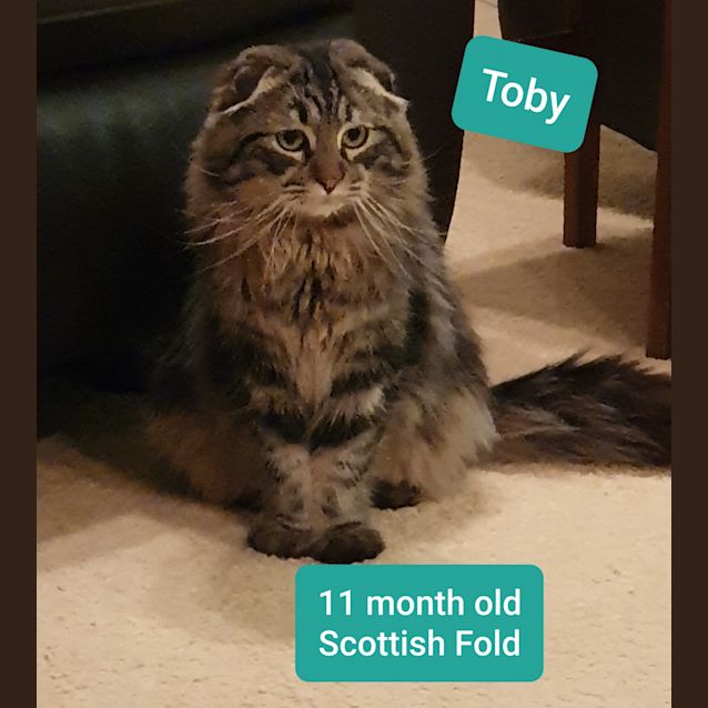 Photo of Toby