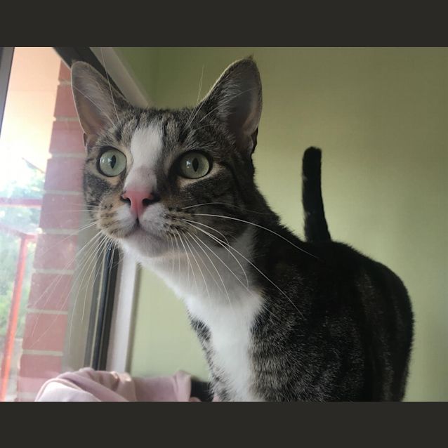 Photo of Shiro