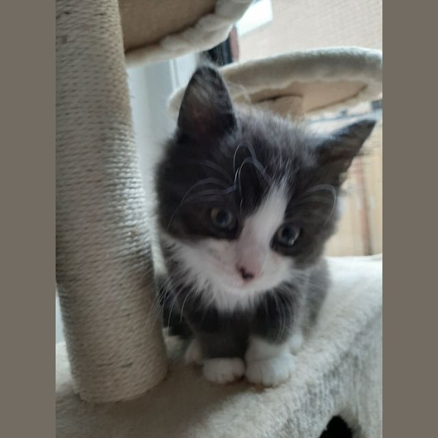 Photo of Bluey **2nd Chance Cat Rescue**