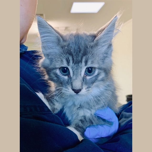 Photo of Speckle