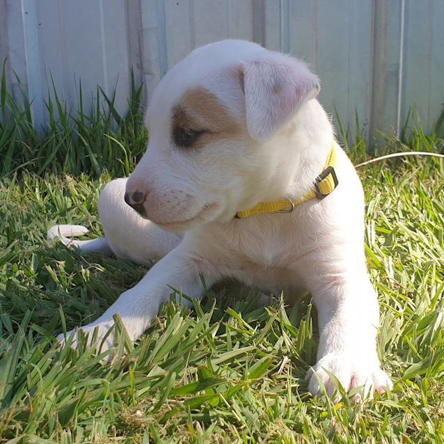 Photo of Blondie 