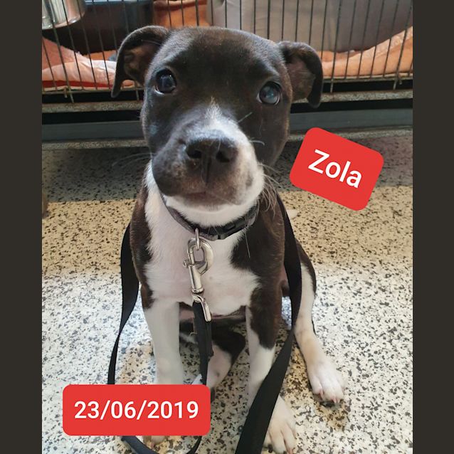 Photo of Zola