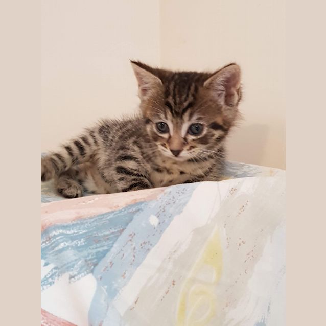 Photo of Enchantress