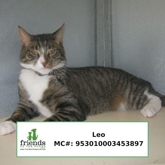 Photo of Leo