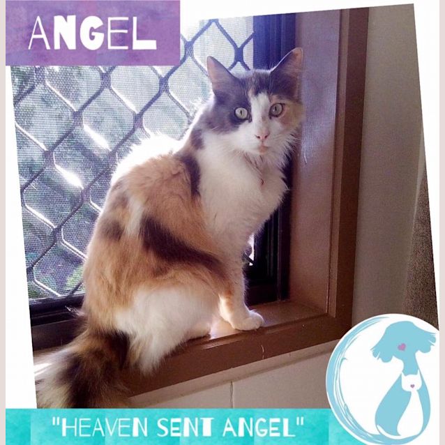 Photo of Angel 